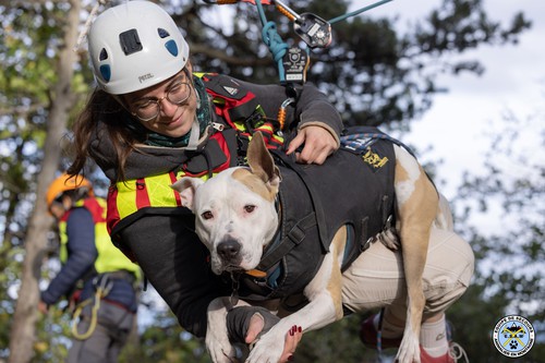 Sauvetage de chien